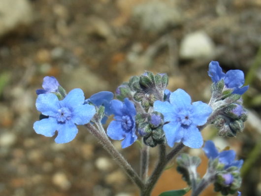 花びら5枚の青い花 ごーげんばら久住